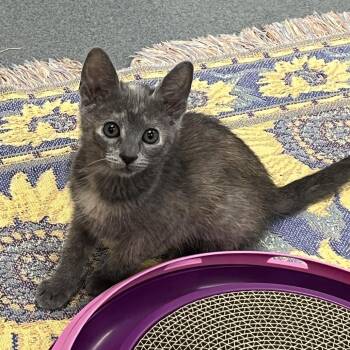 Bianca -  Domestic Short Hair Cat for Adoption in West Palm Beach, Florida - Bianca | PetCurious