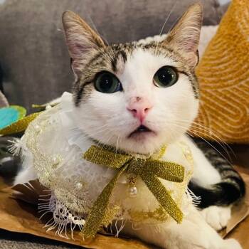 Rescue Domestic Short Hair Cats for Adoption in Los Angeles, California - Ellie Alleya | PetCurious