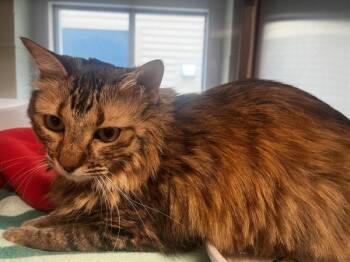 Gemma -  Domestic Medium Hair Cat for Adoption in Stratham, New Hampshire - Gemma | PetCurious