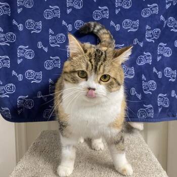 Egg -  Domestic Short Hair Cat Available for Adoption in Puslinch, Ontario - Egg | PetCurious