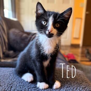 Ted -  Domestic Short Hair Cat for Adoption in Washington, Pennsylvania - Ted | PetCurious