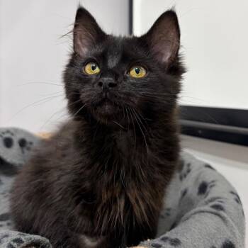 Black Beauty -  Domestic Medium Hair Cat for Adoption in Puslinch, Ontario - Black Beauty | PetCurious