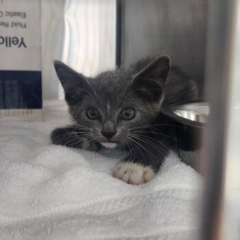 Nessie -  Domestic Short Hair Cat for Adoption in Freeport, Florida - Nessie | PetCurious