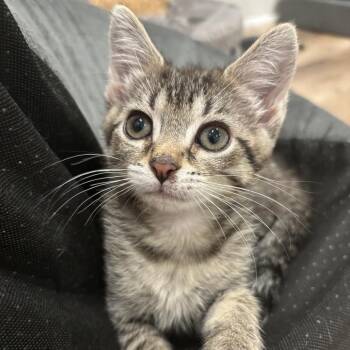 Skittles -  Domestic Short Hair Cat for Adoption in Granville, Ohio - Skittles | PetCurious