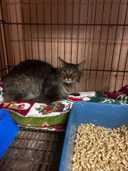 Domestic Long Hair Cats Available for Adoption in Gautier, Mississippi - Pluto | PetCurious