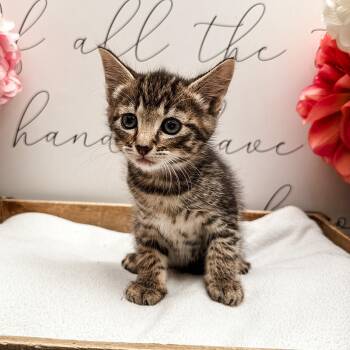 Fresno -  Domestic Short Hair Cat for Adoption in Newberg, Oregon - Fresno | PetCurious