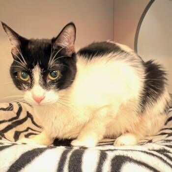 Rescue Domestic Short Hair Cats for Adoption in Sarasota, Florida - Mona | PetCurious