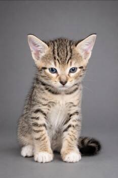 Strawberry Shortcake -  American Shorthair Cat Available for Adoption in Miami, Florida - Strawberry Shortcake | PetCurious