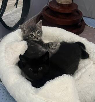 Rescue Domestic Medium Hair and Domestic Short Hair Cats for Adoption in Boca Raton, Florida - Fern & Sparrow BONDED | PetCurious