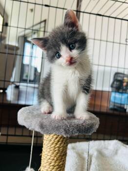 Arthur -  Domestic Short Hair Cat for Adoption in Terrebonne, Quebec - Arthur | PetCurious