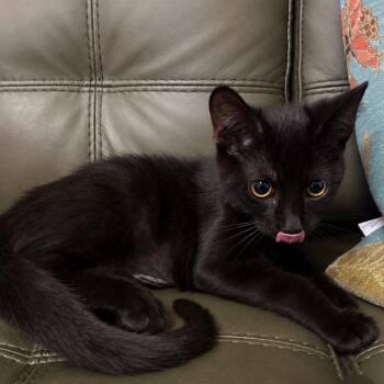 Coffee -  Domestic Short Hair Cat for Adoption in Buffalo, New York - Coffee | PetCurious