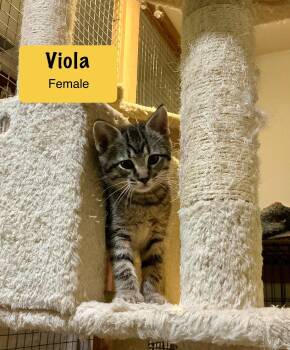 Rescue Domestic Short Hair Cats for Adoption in Herculaneum, Missouri - Viola (AVAILABLE 7/5) | PetCurious