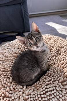 Lucia -  Domestic Short Hair and Tabby Cat for Adoption in New York, New York - Lucia | PetCurious