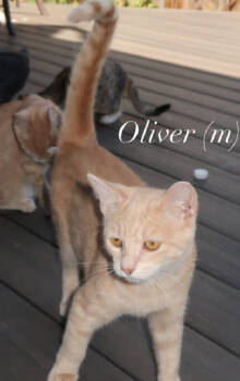 Rescue Domestic Short Hair Cats for Adoption in Herndon, Virginia - Oliver | PetCurious