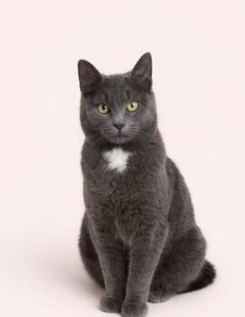 Domestic Short Hair Cats Available for Adoption - Regina Newton | PetCurious