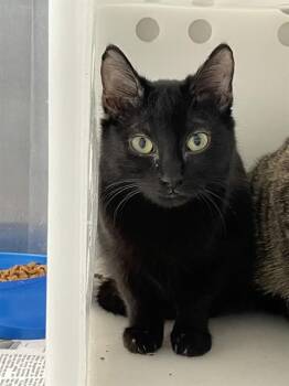 Domestic Medium Hair Cats Available for Adoption - CELESTIAL | PetCurious