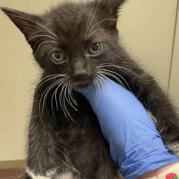 Finn -  Domestic Short Hair Cat for Adoption in Columbus, Georgia - Finn | PetCurious