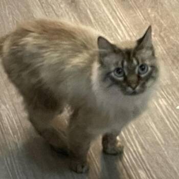 Siamese Cats Available for Adoption - Dean | PetCurious