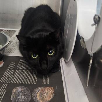 Nia -  Domestic Short Hair Cat for Adoption in Brockton, Massachusetts - Nia | PetCurious