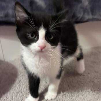 Cedanne -  Domestic Short Hair Cat for Adoption in Kennebunk, Maine - Cedanne | PetCurious