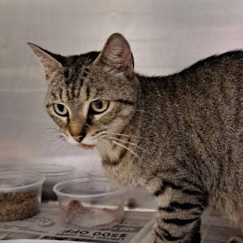 Domestic Short Hair Cats Available for Adoption in Milton, Florida - Jessie | PetCurious