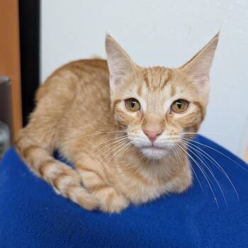 Athos -  Domestic Short Hair Cat for Adoption in Rochester, Minnesota - Athos | PetCurious