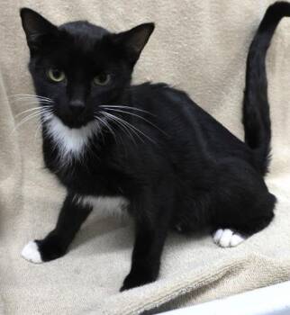 Rescue Domestic Short Hair Cats for Adoption in Thief River Falls, Minnesota - Vanna | PetCurious