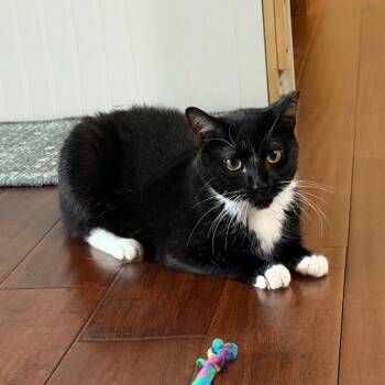 Ninja-C -  Domestic Short Hair Cat for Adoption in East St. Louis, Illinois - Ninja-C | PetCurious