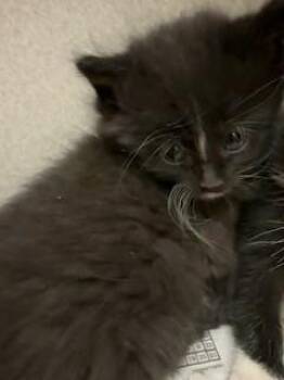 Pottery -  Domestic Long Hair Cat for Adoption in Mason City, Iowa - Pottery | PetCurious