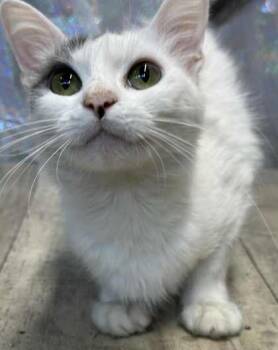Rescue Domestic Short Hair Cats for Adoption in Shreveport, Louisiana - Cracker | PetCurious