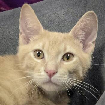 Rescue Tabby and Domestic Short Hair Cats for Adoption in Huntley, Illinois - Ricky | PetCurious