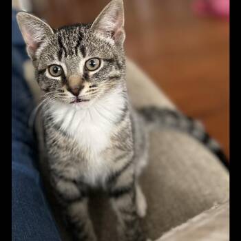 Kattie -  Domestic Short Hair Cat for Adoption in Philadelphia, Pennsylvania - Kattie | PetCurious