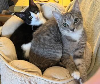 Rescue Tabby Cats for Adoption - Dosa And Hopper | PetCurious