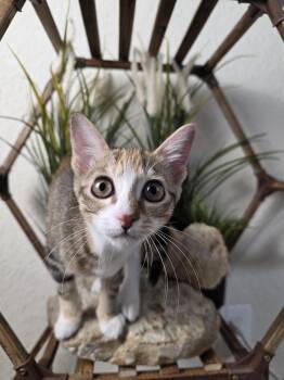 Rescue Domestic Short Hair Cats for Adoption in Schertz, Texas - Tobi (RP) | PetCurious