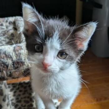 Domestic Short Hair Cats Available for Adoption in Hudsonville, Michigan - Chard | PetCurious