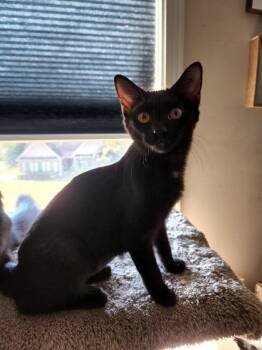 Rescue Domestic Short Hair Cats for Adoption in Douglasville, Georgia - Fry | PetCurious