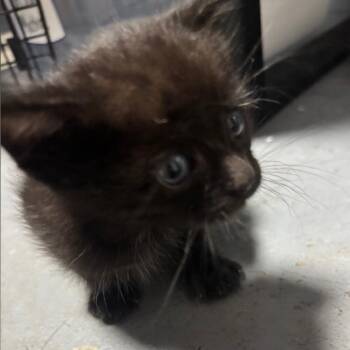 Espresso -  Domestic Short Hair Cat for Adoption in Bedford, New Hampshire - Espresso | PetCurious