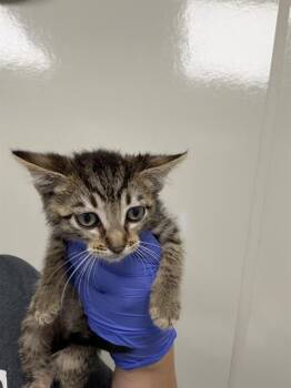 Domestic Short Hair Cats Available for Adoption in Ontario, California - FRED | PetCurious