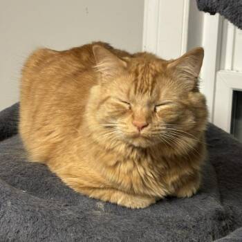 Fitzgerald -  Domestic Medium Hair Cat Available for Adoption in Wakefield, Massachusetts - Fitzgerald | PetCurious