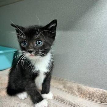 Petri -  Domestic Short Hair Cat for Adoption in Newark, New Jersey - Petri | PetCurious