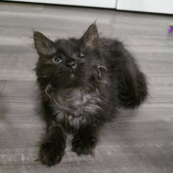 Hera -  Domestic Long Hair and Maine Coon Cat for Adoption in Mastic, New York - Hera | PetCurious