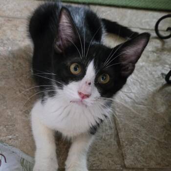 Dwight Yoakam -  Domestic Short Hair Cat Available for Adoption in Houston, Texas - Dwight Yoakam | PetCurious