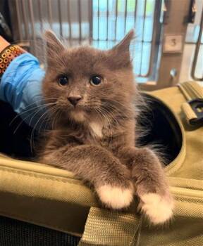 CASTEEL -  Domestic Short Hair Cat for Adoption in Baytown, Texas - CASTEEL | PetCurious