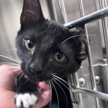 Bulb 28543 -  Domestic Short Hair Cat for Adoption in Middleburg, Florida - Bulb 28543 | PetCurious