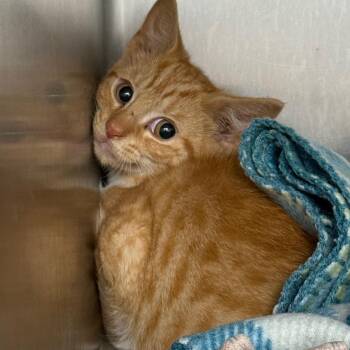 Ron Weasley -  Domestic Short Hair Cat for Adoption in Troy, Virginia - Ron Weasley | PetCurious