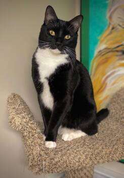 Rescue Domestic Short Hair Cats for Adoption in Duxbury, Massachusetts - Kramer | PetCurious