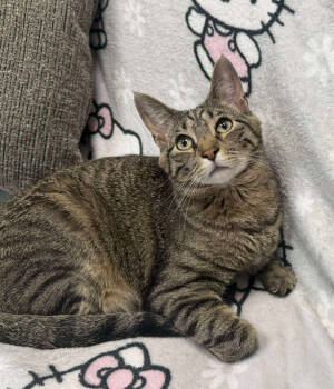 Rescue Domestic Short Hair Cats for Adoption in Mount Laurel Township, New Jersey - Snickers 2024 | PetCurious