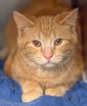 Domestic Medium Hair and Domestic Short Hair Cats Available for Adoption - Tigger | PetCurious