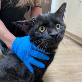 Domestic Short Hair Cats Available for Adoption in Lyndhurst, Virginia - SVAS-Stray-38593 | PetCurious