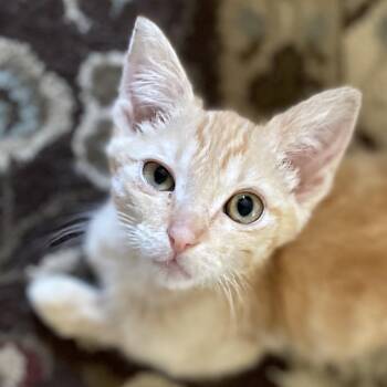 Jenna -  Domestic Short Hair Cat for Adoption in San Diego, California - Jenna | PetCurious